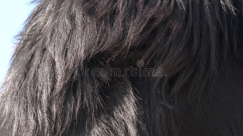Fur of long haired black live animal