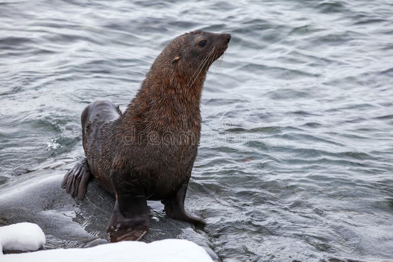 Fur Seal sitting on the rocks washed by the waters of the ocean, Antarctica. Fur Seal sitting on the rocks washed by the waters of the ocean, Antarctica