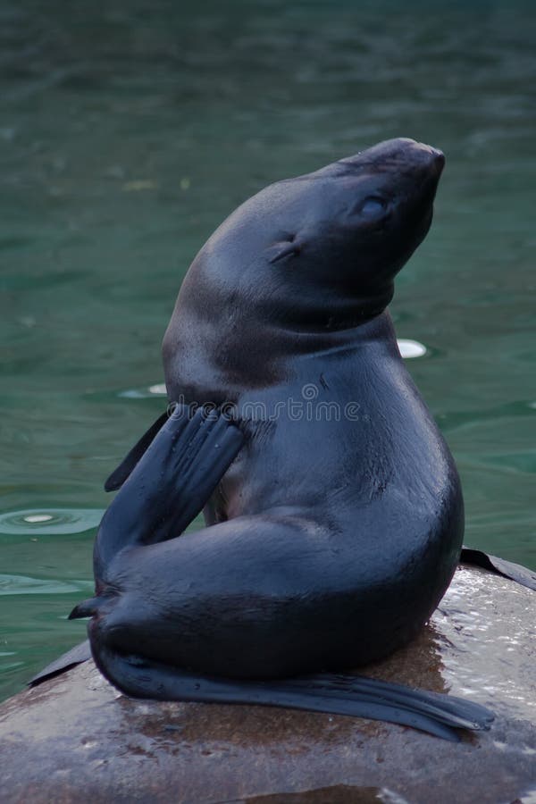 Fur Seals Animals in Green Water Stock Image Image of brown, phoca