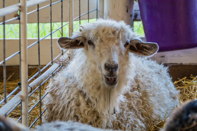Beautiful white fur sheep, Ovis aries, in a pen at the county fair