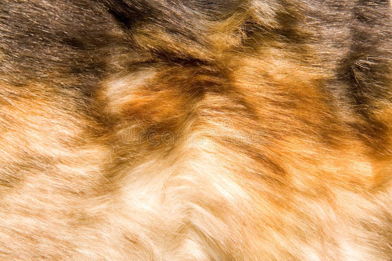 Fur texture