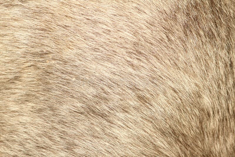 Brown fur Stock Photos, Royalty Free Brown fur Images