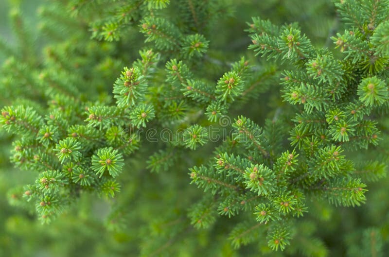 Fur-tree royalty free stock images