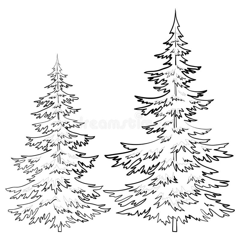 Fir trees, Christmas winter symbol, contours isolated on white background. Vector. Fir trees, Christmas winter symbol, contours isolated on white background. Vector