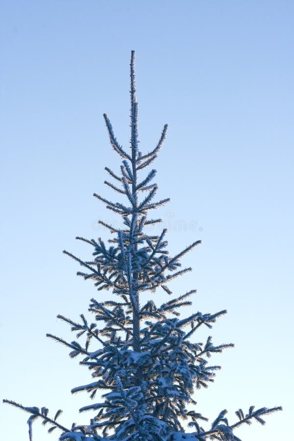 Fur-tree with snow