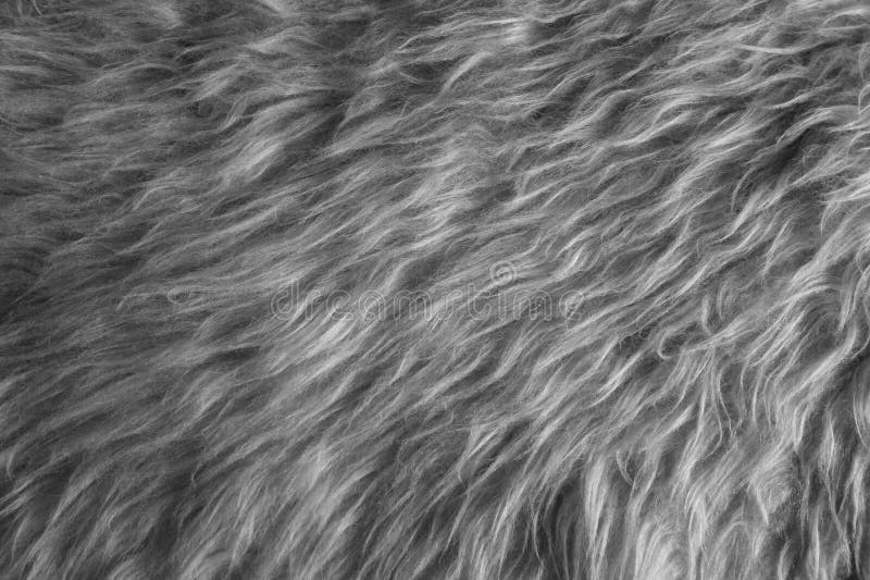 Fur White Background. Black and White Photo Stock Image - Image of