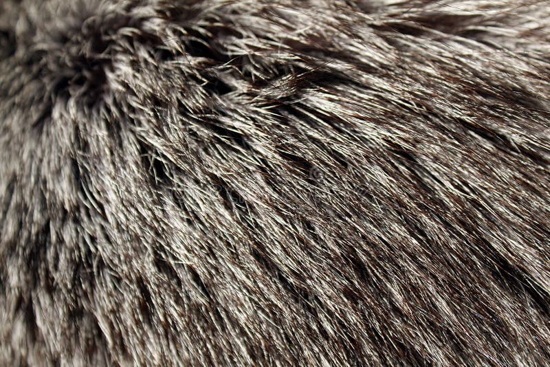 Texture Natural Fluffy Long Wild Animal Fur Stock Photo - Image of long ...