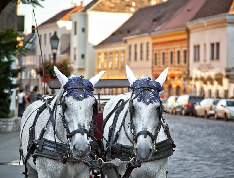 Fura koń obrazy stock