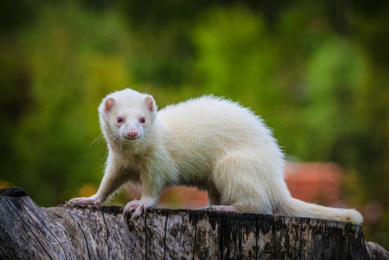 Furet Pelucheux De Putois Sur Le Fond Blanc Posant Pour Le ...