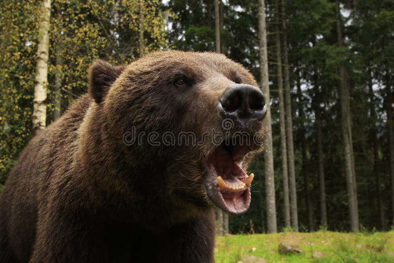 Furia del oso foto de archivo libre de regalías Furia del oso foto de archivo libre de regalías
