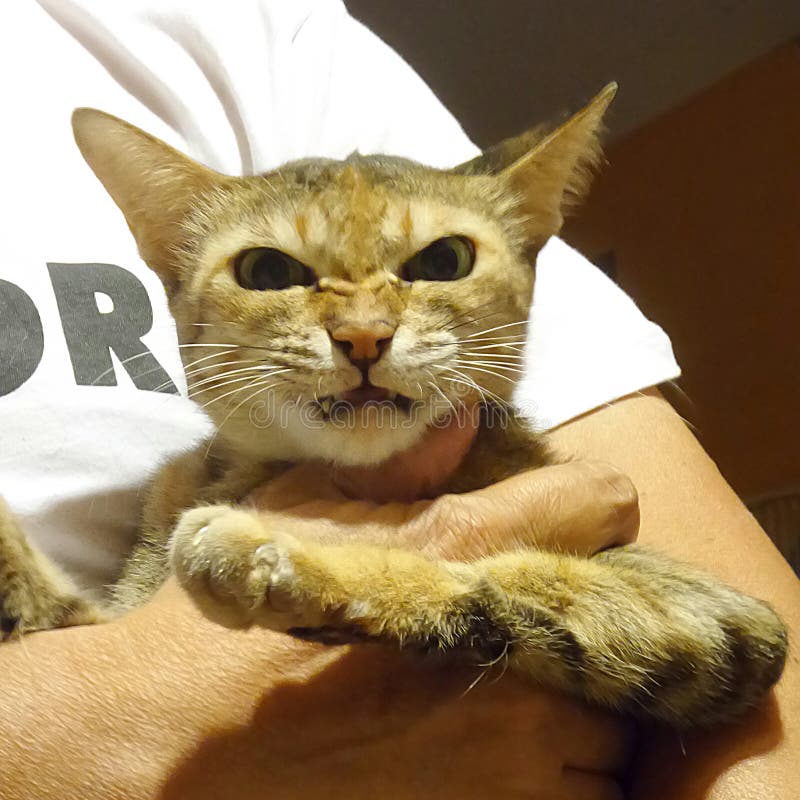 Furious hissing cat face closeup