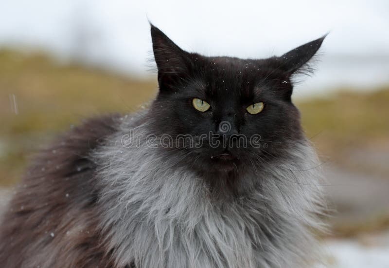 175 Black Smoke Tabby Cat Photos Free Royalty Free Stock Photos From Dreamstime