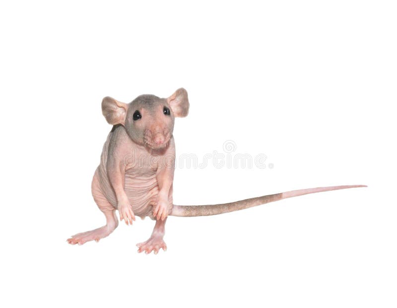 Furless rat