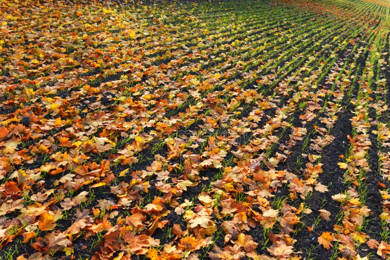 Furrows row pattern with orange maple leaf and green grass on dark autumn plowed field. Autumn meandering plowed field, covered w stock images Furrows row pattern with orange maple leaf and green grass on dark autumn plowed field. Autumn meandering plowed field, covered w stock images