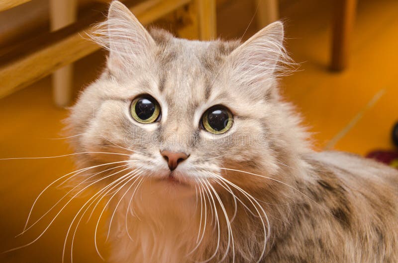 A furry cat is always glad to see you in his house royalty free stock photography A furry cat is always glad to see you in his house royalty free stock photography