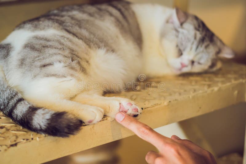 Furry Cat is Sleeping on the Stairs Stock Image Image of rest, kitten