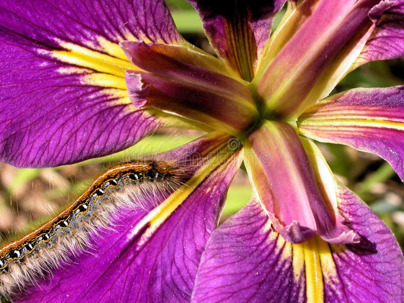 Furry caterpillar and iris