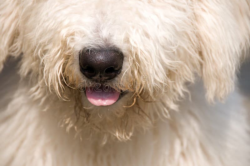 Furry dog stock photo. Image of animals, purebred, hair 12533482