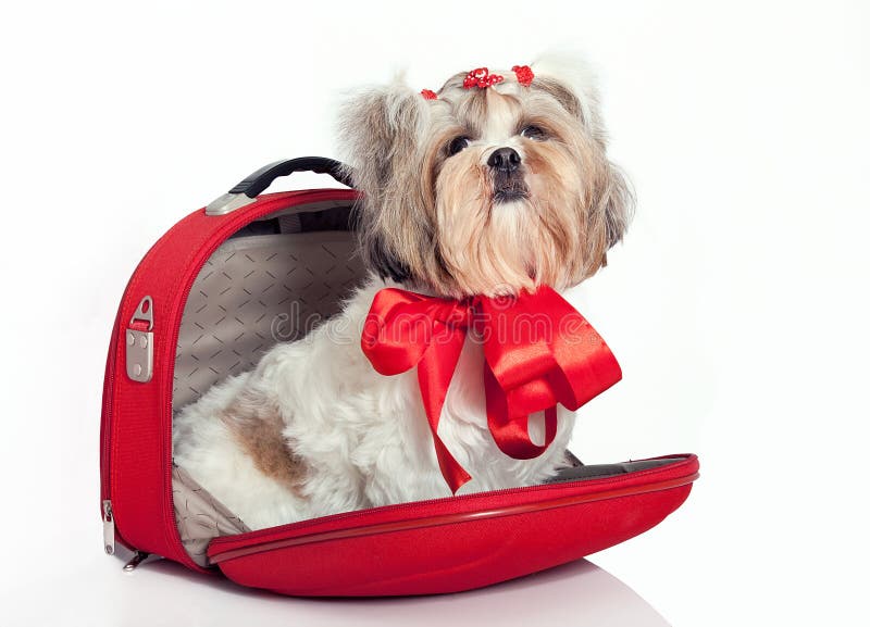 Sitting dog with school bag Stock Illustration by ©clairev #2009135