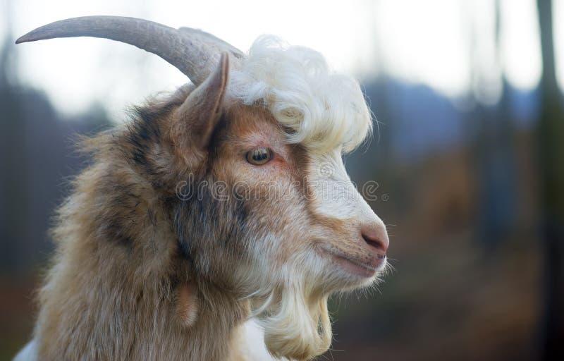 Furry farmyard goat with curly hair