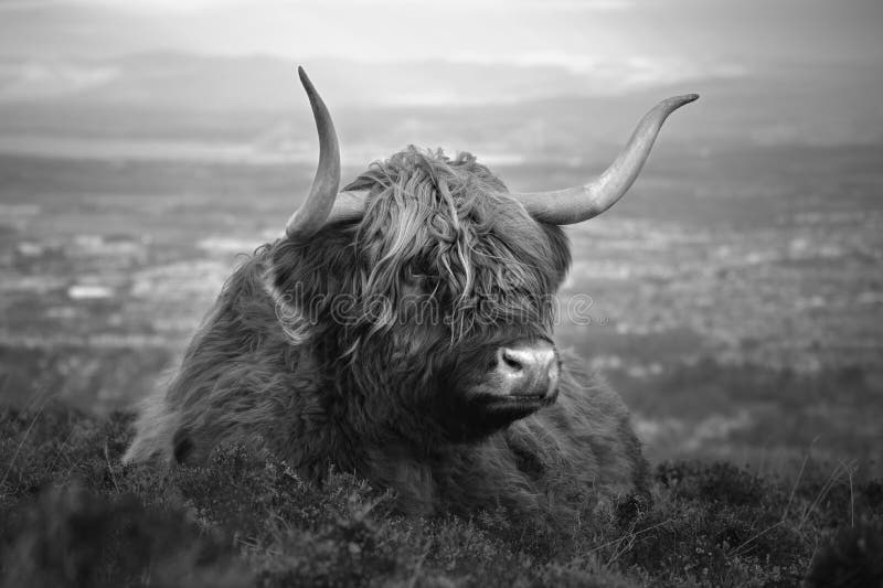 Furry highland cow on the background of the city of Edinburgh