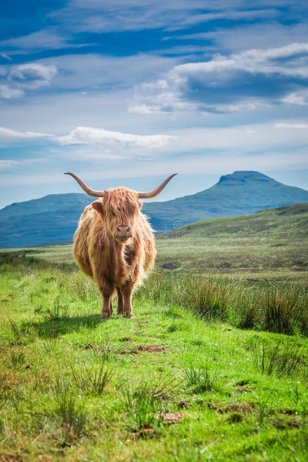 Furry highland cow in Scotland, UK