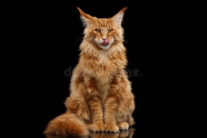 Furry Red Maine Coon Cat Sitting and Lick, Isolated Black