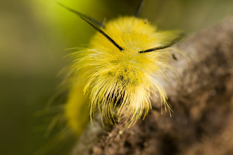 Furry yellow caterpillar