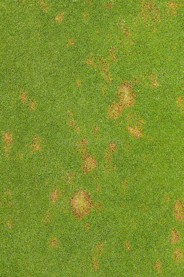 Fusarium patch is a fungal disease that occurs on grass. It is a very common disease of golf courses, and is due to the fungus Michrodochium nivale. Golf courses are very favourable environment for fusarium development, as greens are usually well watered, sheltered by trees, with high levels of nitrogen, compacted and have rather alkaline soil. Michrodochium nivale development can be controlled through different management methods. The Chemical method is the most widely used. Other cultural controls are possible, such as the use of Fusarium resistant turf varieties, using soil bacteria to improve soil, practices to reduce thatch, improve drainage, mowing and raking infected patches to dry them. In this photo the disease has just started. The typical orange/brown ring can be seen on the edge of the scar indicating activity. Fusarium patch is a fungal disease that occurs on grass. It is a very common disease of golf courses, and is due to the fungus Michrodochium nivale. Golf courses are very favourable environment for fusarium development, as greens are usually well watered, sheltered by trees, with high levels of nitrogen, compacted and have rather alkaline soil. Michrodochium nivale development can be controlled through different management methods. The Chemical method is the most widely used. Other cultural controls are possible, such as the use of Fusarium resistant turf varieties, using soil bacteria to improve soil, practices to reduce thatch, improve drainage, mowing and raking infected patches to dry them. In this photo the disease has just started. The typical orange/brown ring can be seen on the edge of the scar indicating activity.