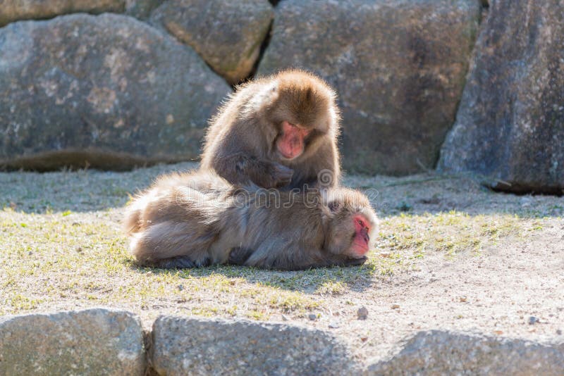 Fuscata Macaca ή ιαπωνική χαλάρωση macaque στοκ εικόνες Fuscata Macaca ή ιαπωνική χαλάρωση macaque στοκ εικόνες