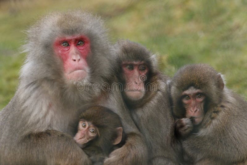 Fuscata Macaca, ιαπωνικό macaque, καλλωπισμός πιθήκων χιονιού, τοποθέτηση στοκ εικόνες