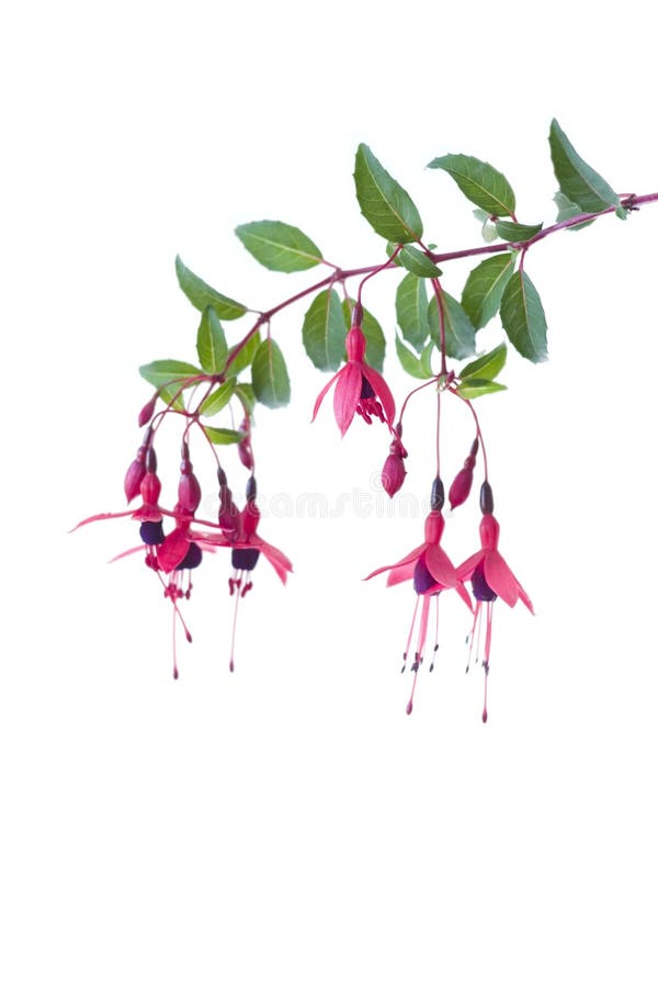 Fuschia