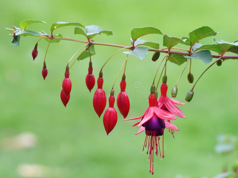 Fuschia