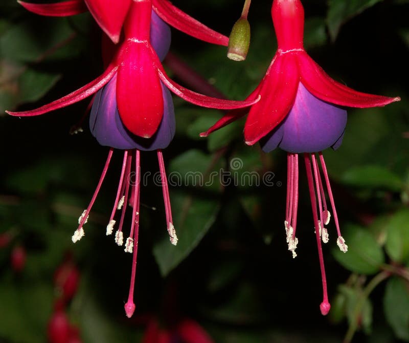 Fuschia foto de stock Fuschia foto de stock