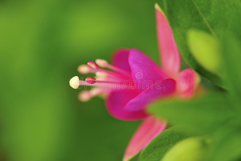 Fuschia bloom