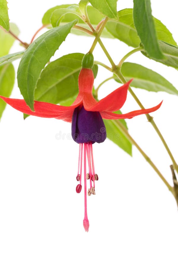 Fuschia flower