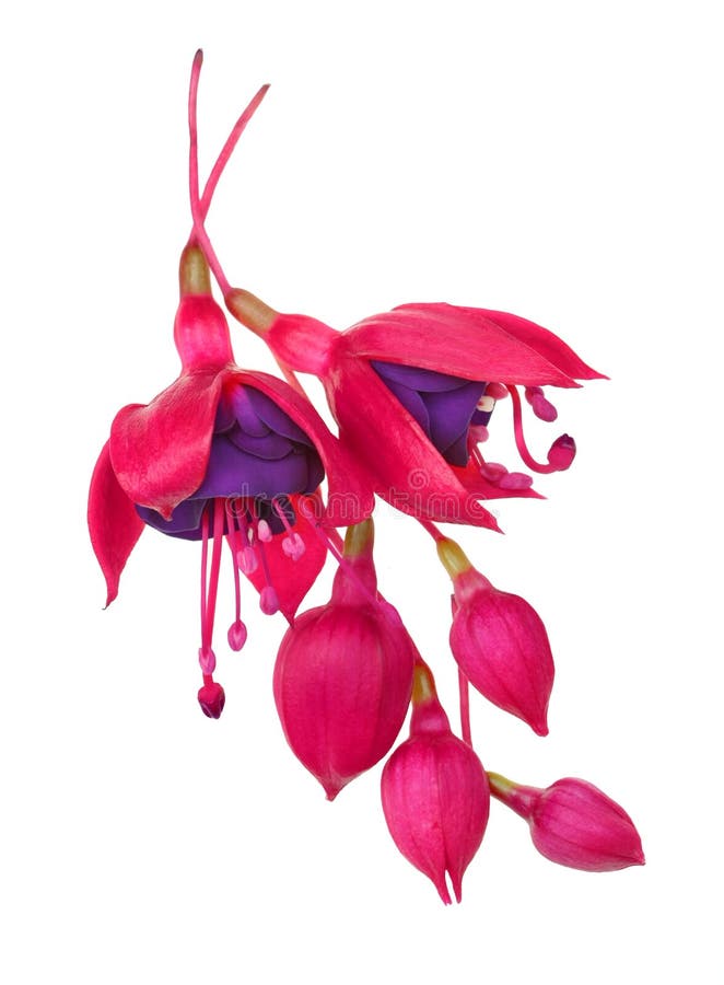 Fuschia Flower (fuschia hybrida)