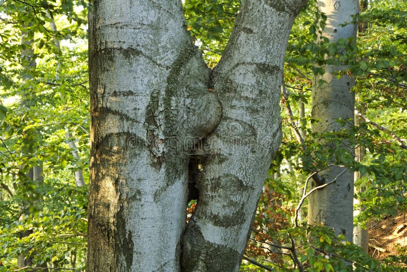 Fused beech trees