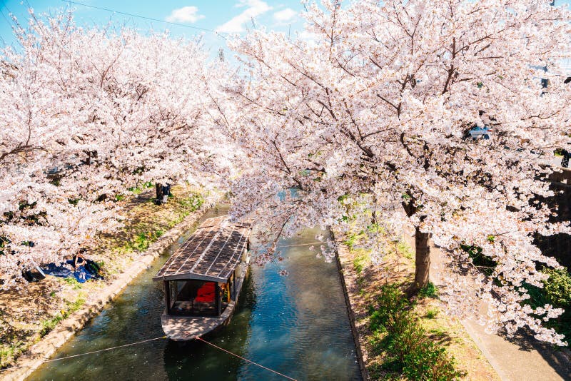 Fushimi Jikkokubune Boat Cruise with spring cherry bloesems in Kyoto, Japan stock foto Fushimi Jikkokubune Boat Cruise with spring cherry bloesems in Kyoto, Japan stock foto