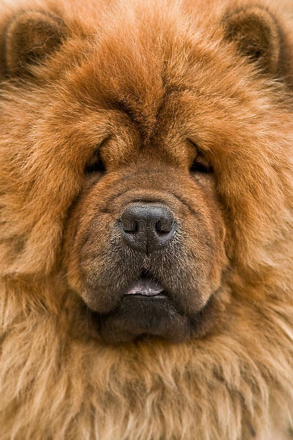 Futter lizenzfreies stockbild