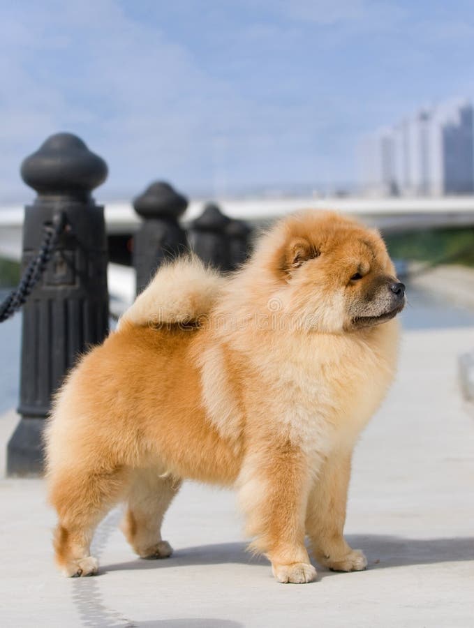 Futter-Futter lizenzfreies stockfoto