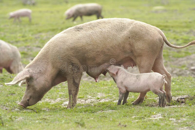 Futterzeit. lizenzfreie stockfotos