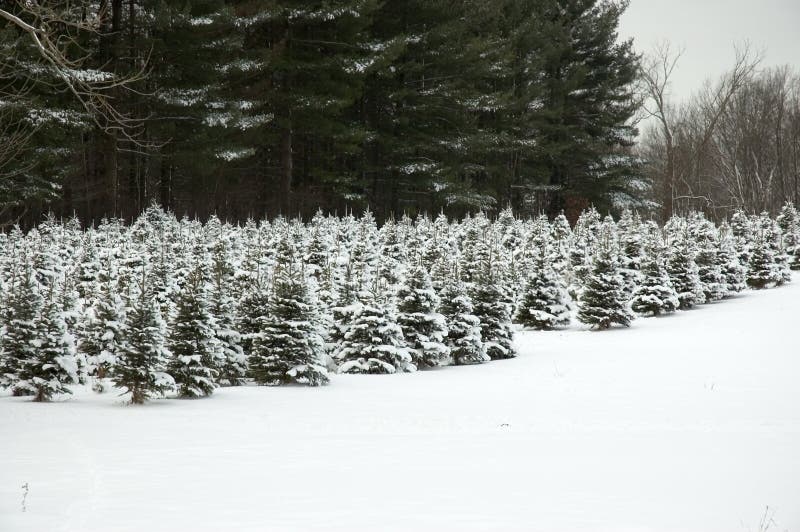 Future Christmas Trees stock image Future Christmas Trees stock image
