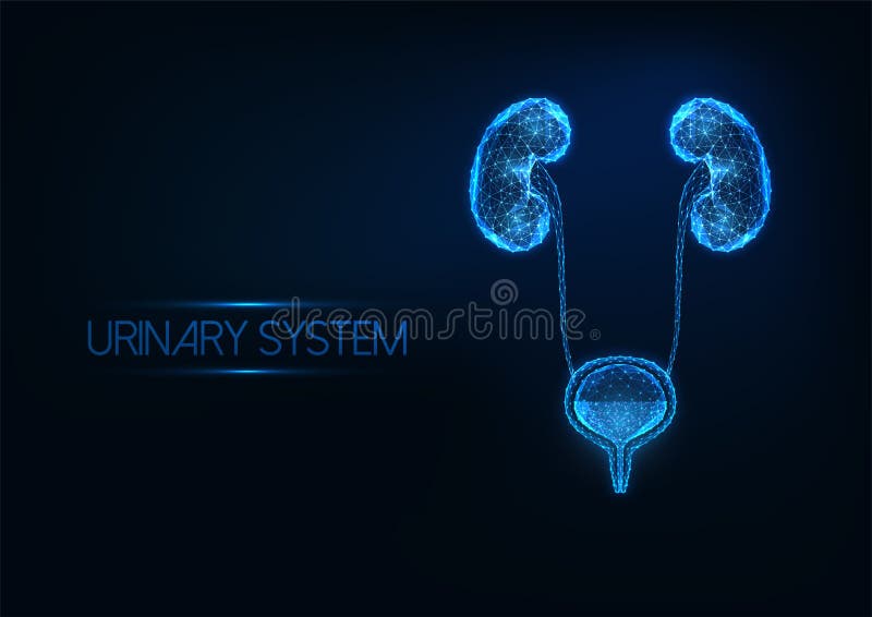Futuristic human urinary system concept with glowing low polygonal kidneys and bladder on dark blue vector illustration