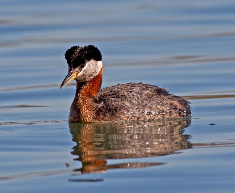 Fuut met rode hals stock fotografie