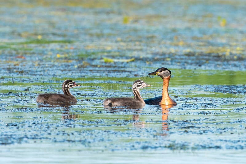 Roodhalsfuut &x28;Podiceps grisegena&x29 stock afbeeldingen