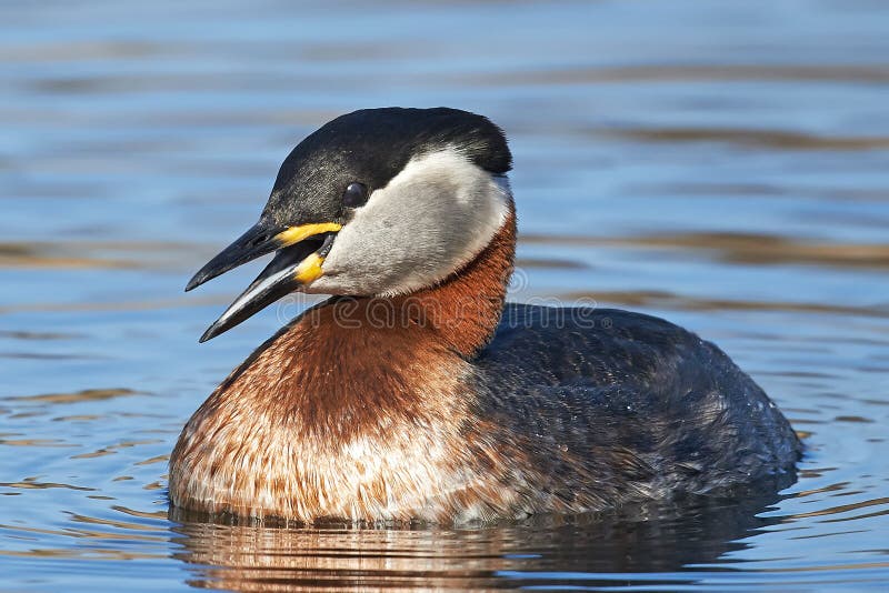 Fuut met rode hals (Podiceps-grisegena) royalty-vrije stock afbeelding