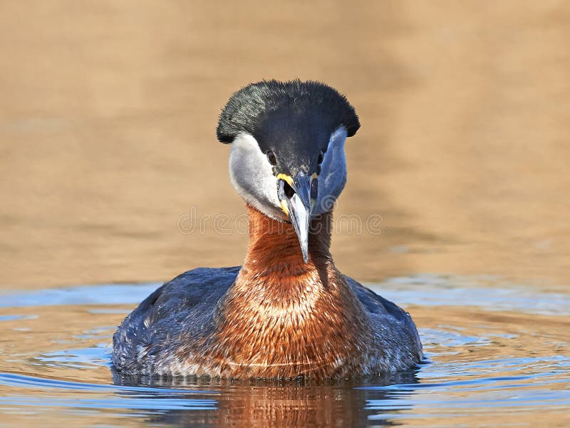 Fuut met rode hals (Podiceps-grisegena) stock foto