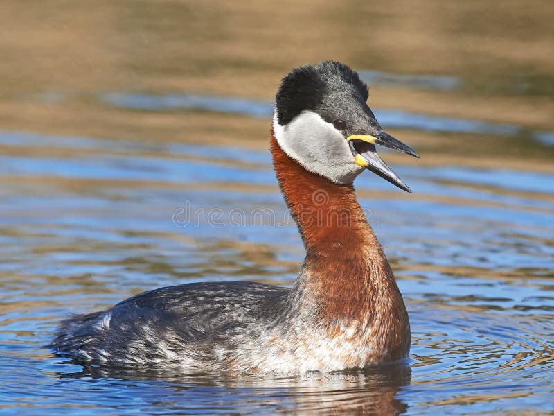 Roodhalsfuut (Podiceps grisegena) stock afbeeldingen