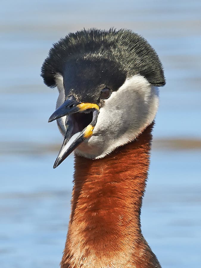 Fuut met rode hals (Podiceps-grisegena) stock foto's